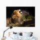 mad lion Wall Mural