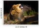 mad lion Wall Mural