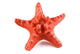 Starfish Wall Decal