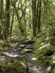 Forest Wall Decal Design 5