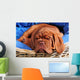 Dogue De Bordeaux Puppy Sleeoing Wall Mural