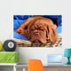 Dogue De Bordeaux Puppy Sleeoing Wall Mural