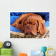 Dogue De Bordeaux Puppy Sleeoing Wall Mural