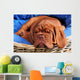 Dogue De Bordeaux Puppy Sleeoing Wall Mural