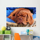Dogue De Bordeaux Puppy Sleeoing Wall Mural