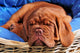 Dogue De Bordeaux Puppy Sleeoing Wall Mural