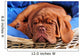 Dogue De Bordeaux Puppy Sleeoing Wall Mural