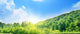 Sunny Day Deep Forest Wall Decal