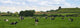 Cattle Panorama Wall Decal