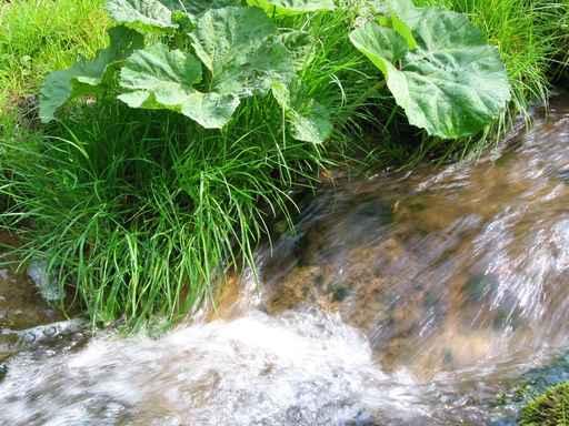 Waldbach im Fr Hjahr Wall Decal