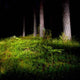 Night Forest Wall Decal