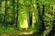 Foret Wall Decal