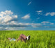 Woman Laying Grass Wall Decal