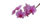 Orchide Wall Decal