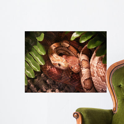 Corn Snakes Love Wall Mural shown on a wall