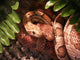 Corn Snakes in Love Wall Mural