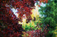 Autumn Color Wall Mural