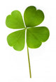 Shamrock Leaf Wall Decal