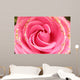 rose Wall Mural