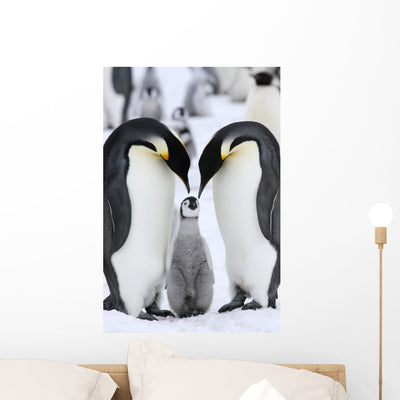 Emperor Penguins Aptenodytes Forsteri Wall Mural shown on a wall