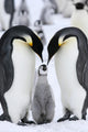 Emperor penguins (Aptenodytes forsteri) Wall Mural