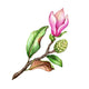 Pink Magnolia Flower Branch Wall Decal
