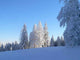 Trees Snow Wall Decal