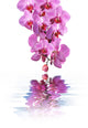 Orchid and spa Wall Decal