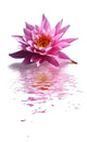 fleur de lotus Wall Decal