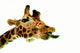 Funny Giraffe Wall Decal