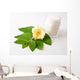 Flower and Skincare Wall Mural