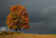 lone tree Wall Mural