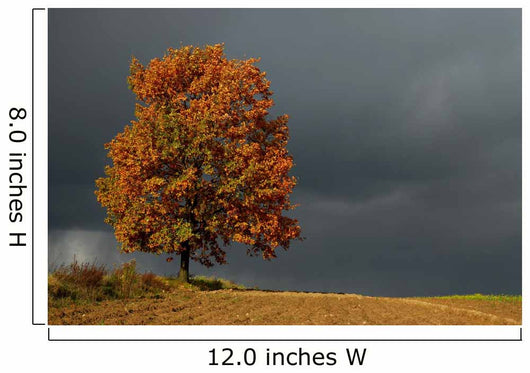 lone tree Wall Mural