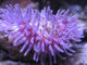 Colorful Sea Anemone 2 Wall Mural