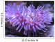 Colorful Sea Anemone 2 Wall Mural