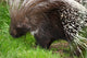 Porcupine Wall Mural