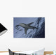 Oceanic White Tip Shark Wall Decal