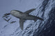 Oceanic White Tip Shark Wall Decal