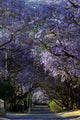 Jacaranda Lane Wall Decal