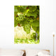 Weintrauben Wall Decal