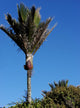 Nikau Palm Wall Mural