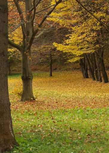 Park Autumn Wall Decal