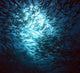 School of Fish Wall Mural