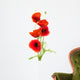 poppies on white - red poppy, floral design Wall Decal