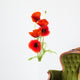 poppies on white - red poppy, floral design Wall Decal