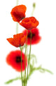 poppies on white - red poppy, floral design Wall Decal