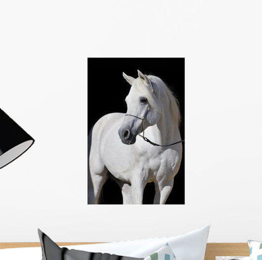 White Arabian Horse Stallion Wall Decal
