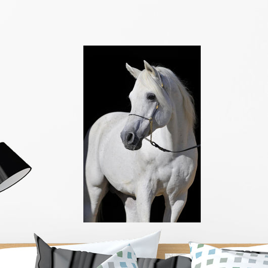 White Arabian Horse Stallion Wall Decal
