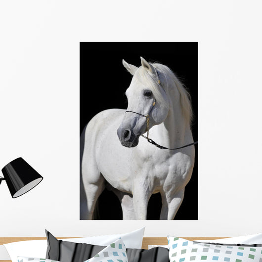White Arabian Horse Stallion Wall Decal