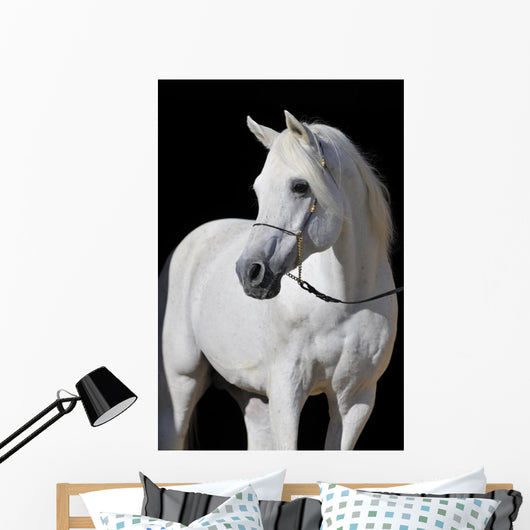 White Arabian Horse Stallion Wall Decal